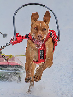 Mighty Quinn Pulka Racing at the World Championships